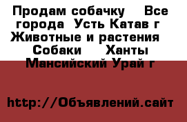 Продам собачку  - Все города, Усть-Катав г. Животные и растения » Собаки   . Ханты-Мансийский,Урай г.